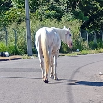 O risco de animais soltos em vias públicas